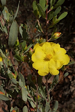 APII jpeg image of Hibbertia obtusifolia  © contact APII