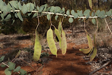 APII jpeg image of Acacia sertiformis  © contact APII