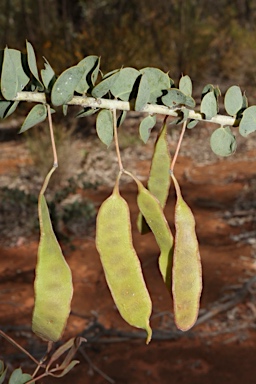 APII jpeg image of Acacia sertiformis  © contact APII