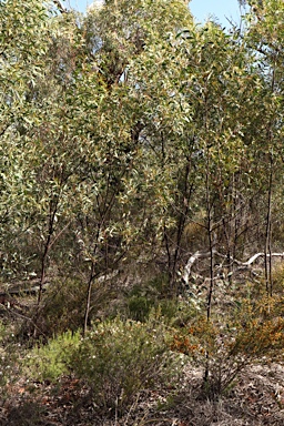 APII jpeg image of Acacia penninervis var. penninervis  © contact APII