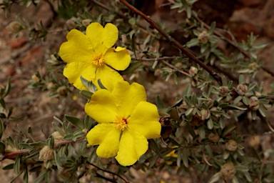 APII jpeg image of Hibbertia kaputarensis  © contact APII