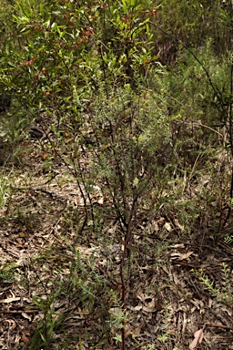 APII jpeg image of Pimelea neo-anglica  © contact APII