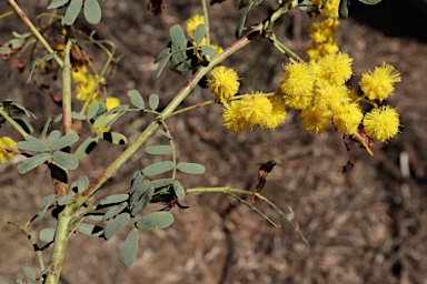 APII jpeg image of Acacia spectabilis  © contact APII