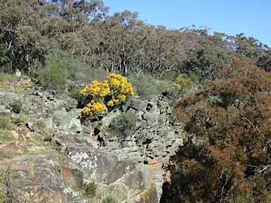 APII jpeg image of Acacia neriifolia  © contact APII