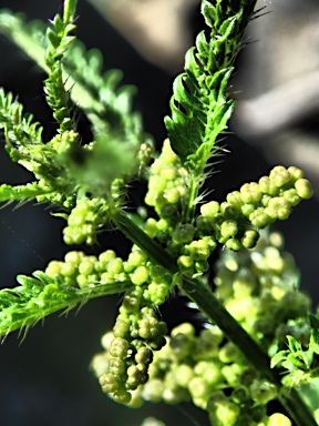 APII jpeg image of Urtica incisa  © contact APII