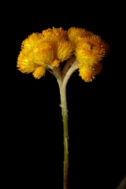 APII jpeg image of Chrysocephalum apiculatum subsp. congestum  © contact APII
