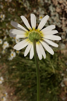 APII jpeg image of Brachyscome smithwhitei  © contact APII
