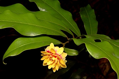 APII jpeg image of Eupomatia bennettii  © contact APII