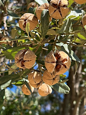 APII jpeg image of Lagunaria patersonia  © contact APII