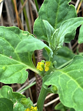 APII jpeg image of Tetragonia implexicoma  © contact APII