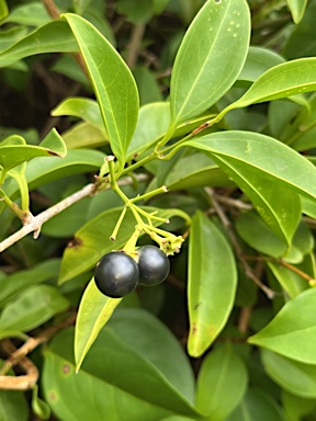 APII jpeg image of Jasminum simplicifolium subsp. australiense  © contact APII