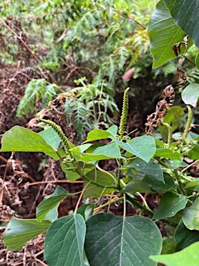 APII jpeg image of Homalanthus populifolius  © contact APII