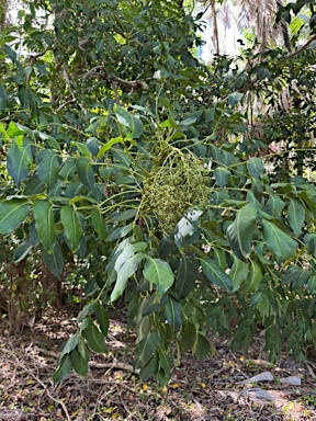 APII jpeg image of Polyscias cissodendron  © contact APII