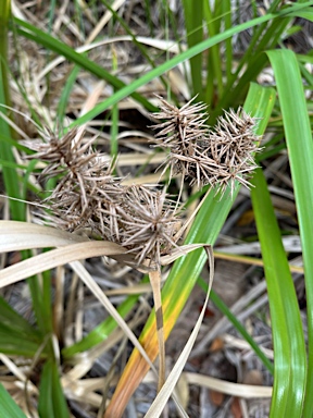 APII jpeg image of Cyperus lucidus  © contact APII
