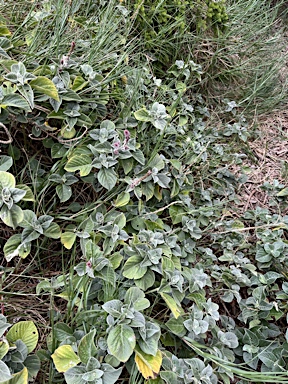 APII jpeg image of Achyranthes aspera  © contact APII