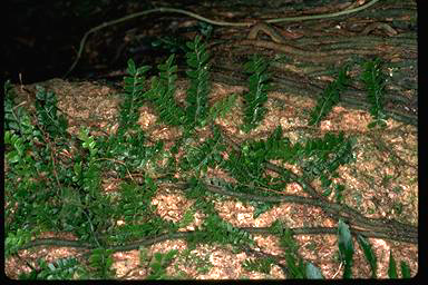 APII jpeg image of Arthropteris  © contact APII