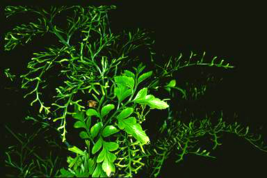 APII jpeg image of Asplenium dimorphum  © contact APII