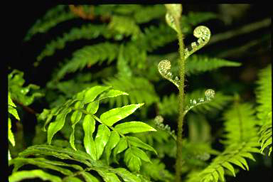 APII jpeg image of Cyathea rebeccae  © contact APII