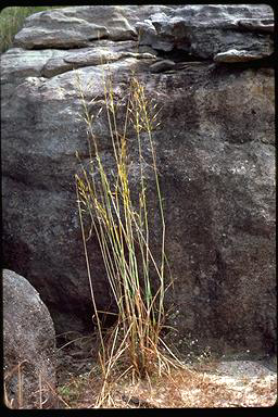 APII jpeg image of Sorghum stipoideum  © contact APII