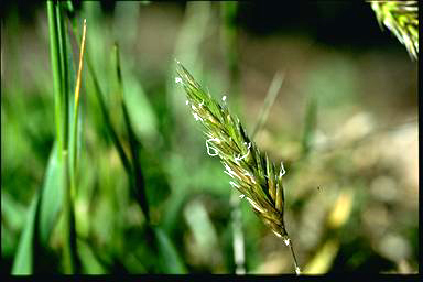 APII jpeg image of Anthoxanthum odoratum  © contact APII