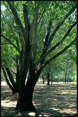 APII jpeg image of Acacia auriculiformis  © contact APII