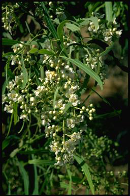 APII jpeg image of Atalaya hemiglauca  © contact APII