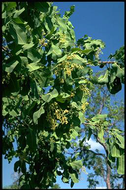 APII jpeg image of Buchanania obovata  © contact APII