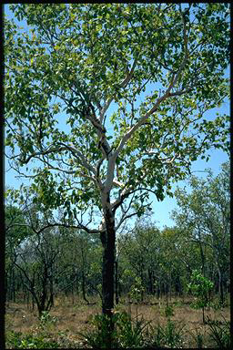 APII jpeg image of Corymbia latifolia  © contact APII