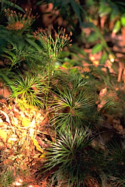 APII jpeg image of Schizaea dichotoma  © contact APII