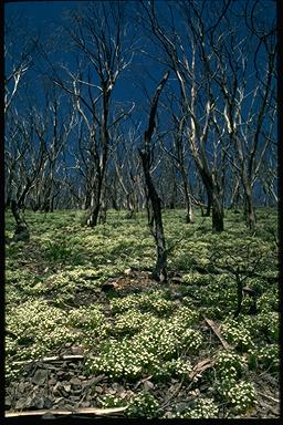 APII jpeg image of Stellaria pungens  © contact APII