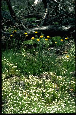 APII jpeg image of Craspedia,<br/>Stellaria pungens  © contact APII