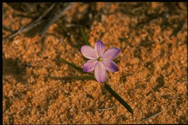 APII jpeg image of Chamaescilla corymbosa  © contact APII