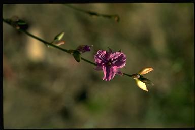 APII jpeg image of Arthropodium strictum  © contact APII