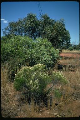 APII jpeg image of Ozothamnus tuckeri  © contact APII