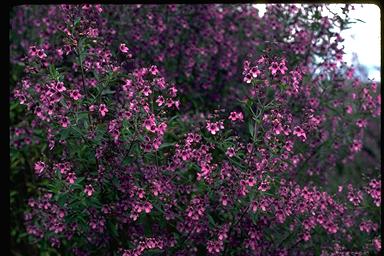 APII jpeg image of Prostanthera ovalifolia  © contact APII