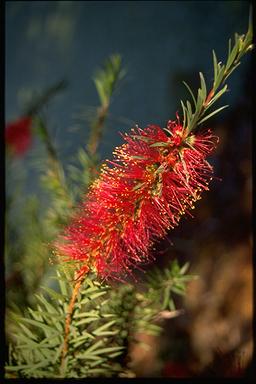 APII jpeg image of Callistemon subulatus  © contact APII