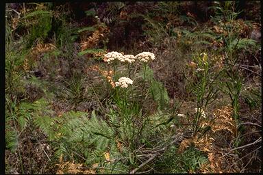 APII jpeg image of Conospermum longifolium  © contact APII