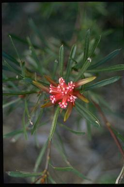 APII jpeg image of Lambertia formosa  © contact APII