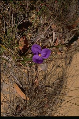 APII jpeg image of Patersonia sericea  © contact APII