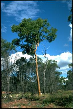 APII jpeg image of Corymbia aureola  © contact APII