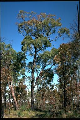 APII jpeg image of Eucalyptus beaniana  © contact APII