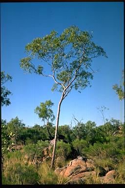 APII jpeg image of Corymbia dichromophloia  © contact APII