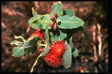 APII jpeg image of Corymbia dunlopiana  © contact APII