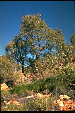 APII jpeg image of Corymbia eremaea  © contact APII