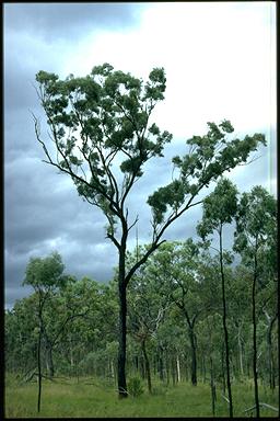 APII jpeg image of Eucalyptus exilipes  © contact APII