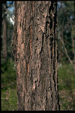 APII jpeg image of Eucalyptus fibrosa subsp. nubila  © contact APII