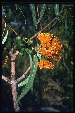 APII jpeg image of Eucalyptus gigantangion  © contact APII