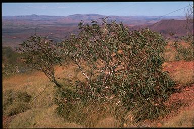 APII jpeg image of Eucalyptus kingsmillii  © contact APII