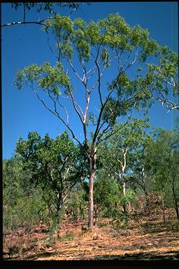 APII jpeg image of Corymbia kombolgiensis  © contact APII