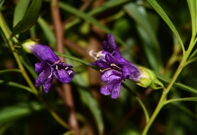 APII jpeg image of Eremophila bignoniiflora 'Meringur Midnight'  © contact APII